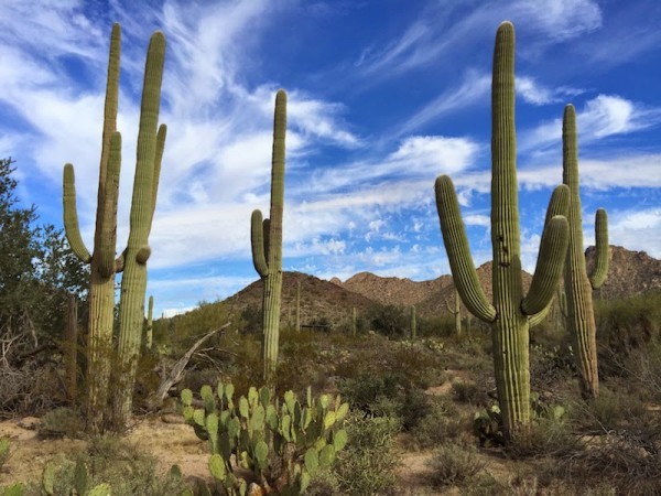 Image result for arizona saguaro