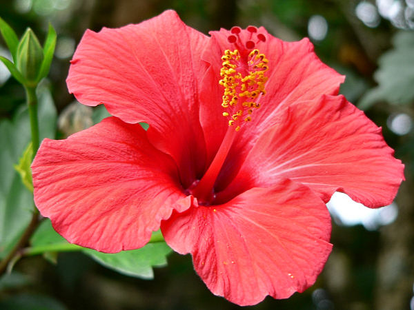Hibiscus may improve weight control