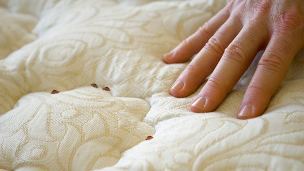 How To Eliminate Bedbugs In Our House