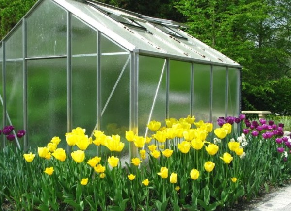 Tulips with Greenhouse