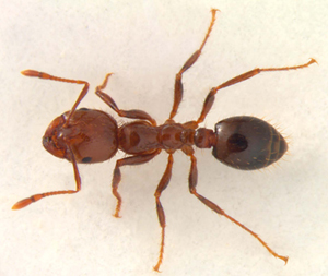 Everything You Need To Know About Fire Ants