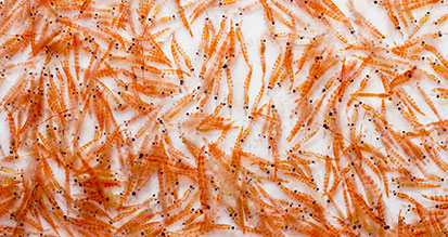 Krill Oil Delivers A Ton Of Omega-3 Fatty Acids