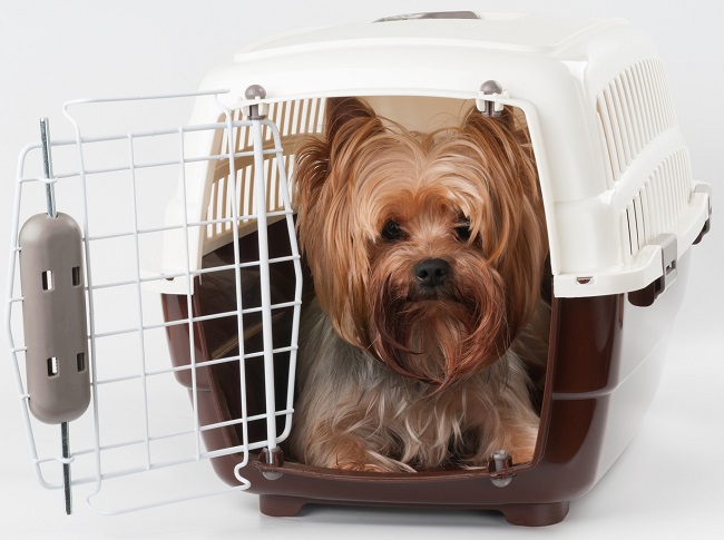 How To Choose A Trustworthy Pet Travel Service?