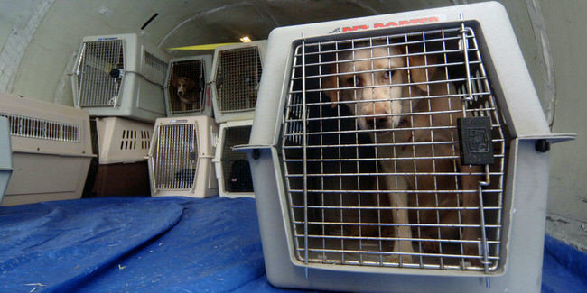 How To Choose A Trustworthy Pet Travel Service?