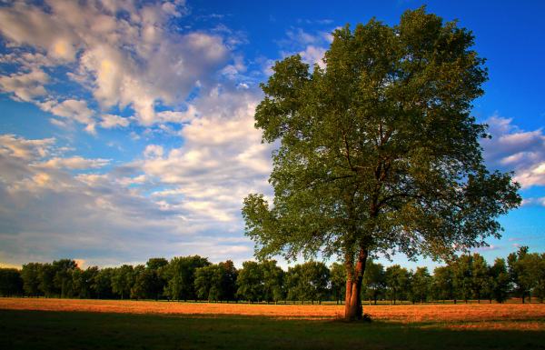 Texas Tree Planting