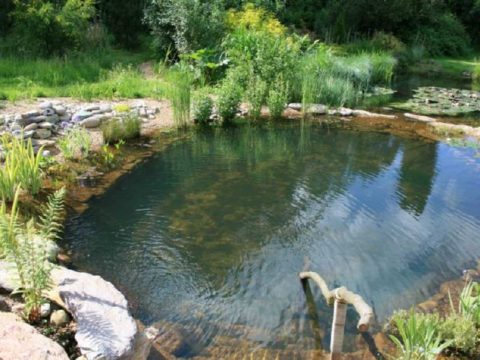 Welfares Of Having Naturally Clean Ponds