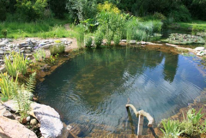 Welfares Of Having Naturally Clean Ponds