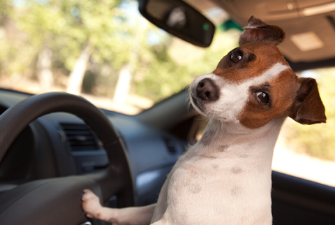 Car Journeys With Your Dog