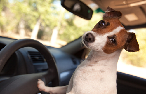 Car Journeys With Your Dog