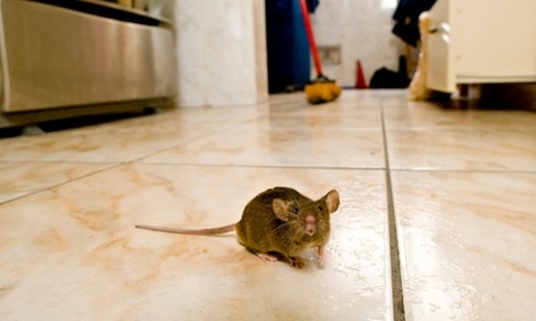 Rat Problems Are Getting Worse In London