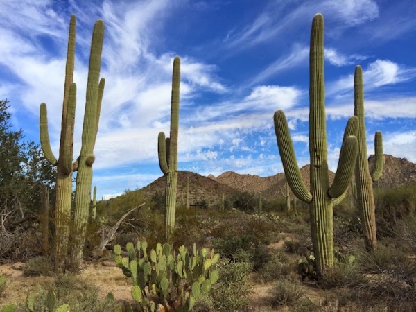 Saguaro Cactus Laws In Arizona