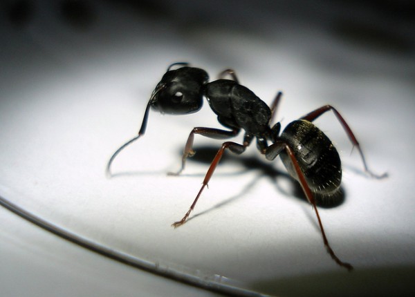 4 Ways To Protect Your Home Against Ants