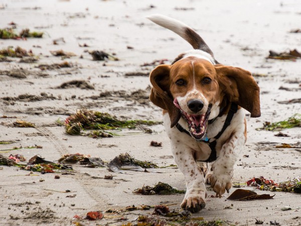 Short, Stubby, Loyal, And Friendly The Basset Hound