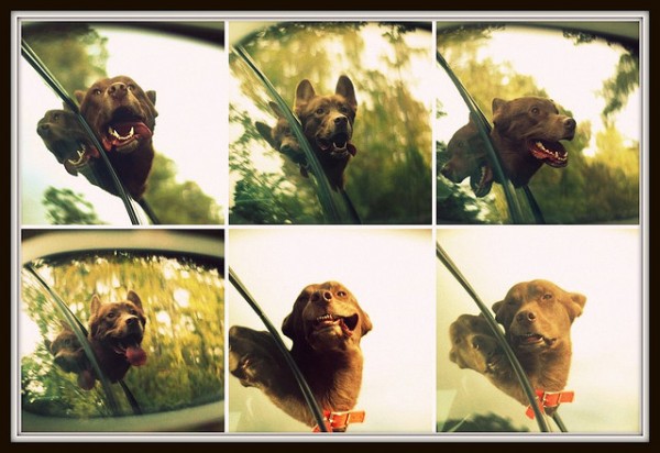 So Why Do Dogs REALLY Enjoy Car Rides With Their Head Out The Window