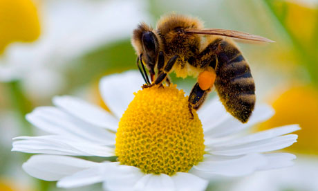 Bee collecting pollen