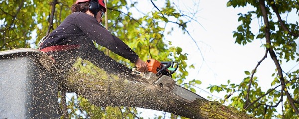 Questions To Ask A Tree Surgeon