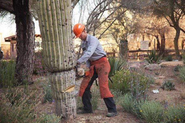 Professional Cactus Removal