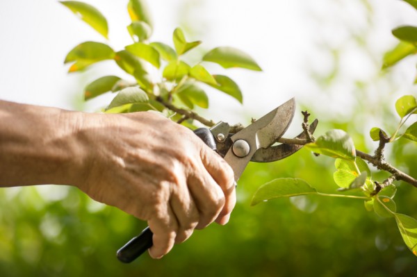 Pruning of trees with secateurs in the garden