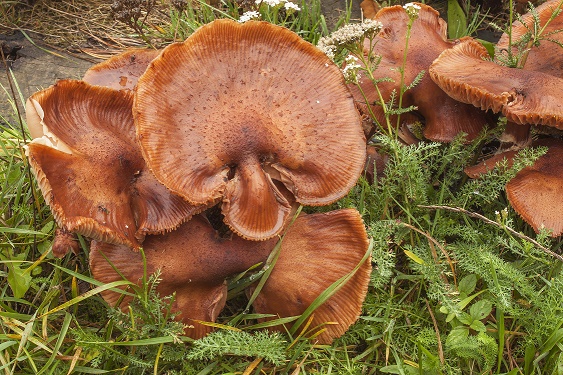 Mushrooms growing on an old tree stump.