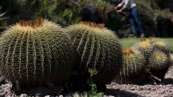 Dangers Of A Dying Cactus