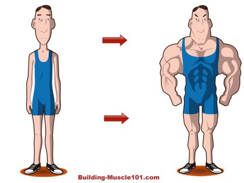 skinny-to-big-muscular-main