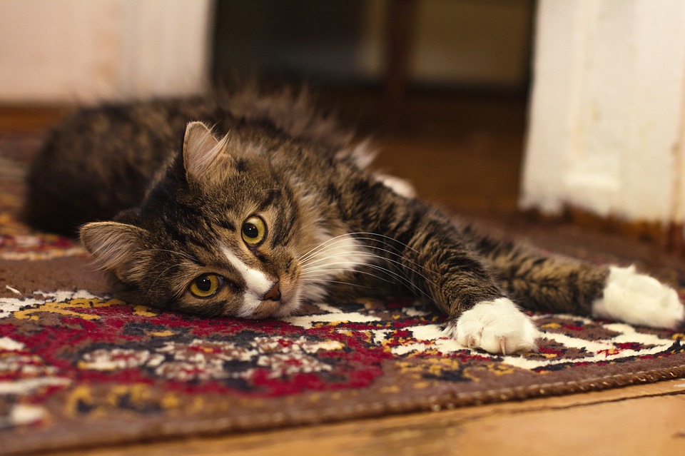 What’s That Smell? Leading Causes of Carpet Odor