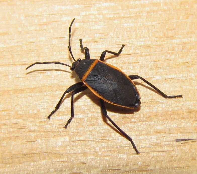 Bugs In Colorado Springs