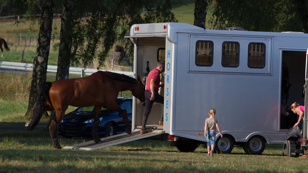 Reasons To Invest In Horse Trailer Insurance