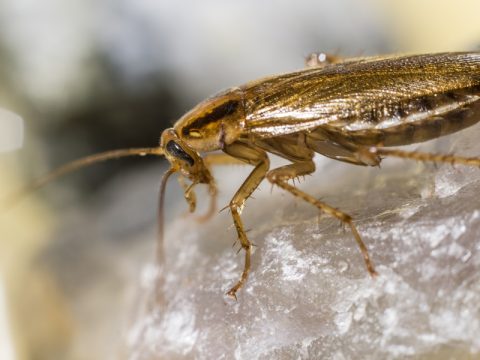 Common Pests During Winter