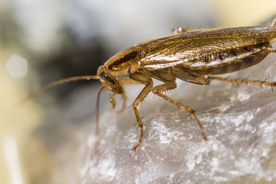 Common Pests During Winter